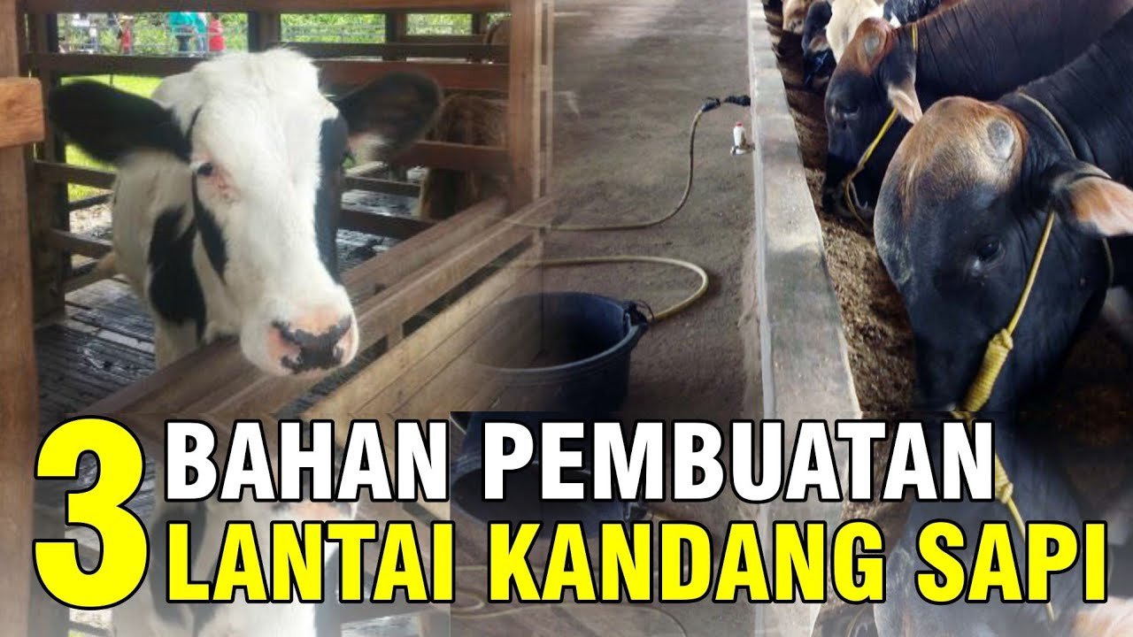 
                                 Jenis-Lantai-Kandang-Sapi-Dan-Keuntungannya